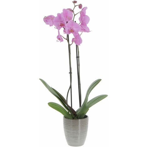 Orchidea Phalaenopsis Rosa con Vaso in Ceramica Wild Ice - Piante Vere Fiorite da Appartamento - H 60-70 cm Vaso Ø 12 cm