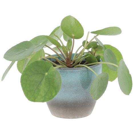 Pilea Peperomioides con Vaso in Ceramica Ocean - Pianta delle Monete Cinesi - H 15-25 cm e Vaso Ø 12 cm