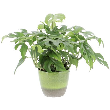 Monstera Minima con Vaso in Ceramica Flora - Piante Rampicanti Vere da Interni - Altezza 25-30 cm Vaso Ø 12 cm