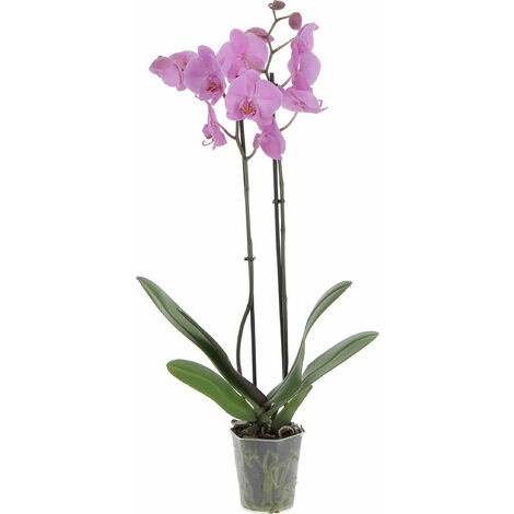 Orchidea Phalaenopsis Bianca Pianta Vera H 60/70 cm Vaso Ø 12