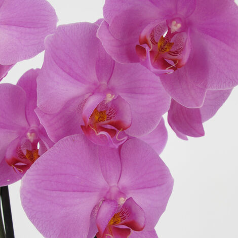 Orchidea Phalaenopsis Rosa - Piante Vere Fiorite da Appartamento - H 60-70  cm Vaso Ø 12 cm