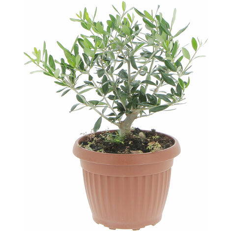 Olivo Bonsai - Olea Europaea - Piante Vere da Interno e Esterno