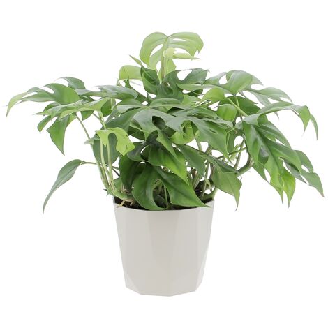 Monstera Minima con Eco-Vaso Decorativo - Piante Rampicanti Vere da Interni - Altezza 25-30 cm Vaso Ø 12 cm