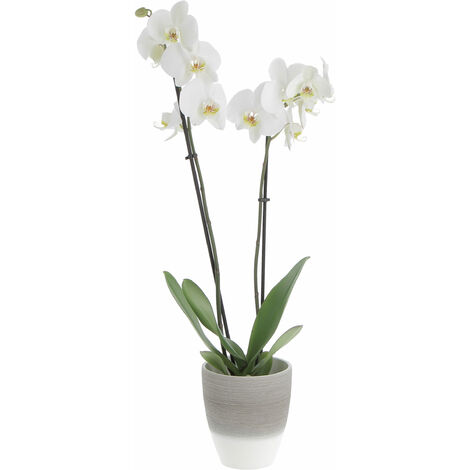Orchidea Phalaenopsis Bianca con Vaso in Ceramica Espresso Cream - Piante Vere Fiorite da Interno - H 60-70 cm Vaso Ø 12 cm