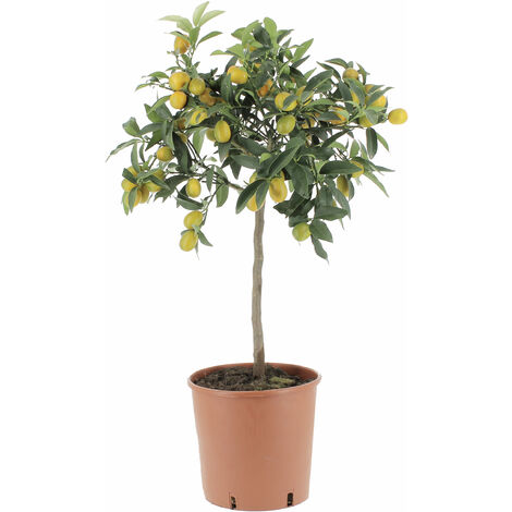 Fortunella Margarita - Pianta Vera di Kumquat / Mandarino Cinese - H 70-80 cm Vaso Ø 20 cm