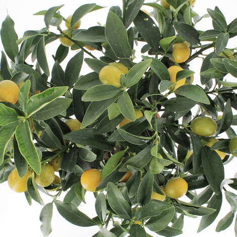 PIANTA DI KUMQUAT (MANDARINO CINESE) in fitocella altezza 100 cm (foto PIANTA DI KUMQUAT (MANDARINO CINESE) in fitocella altezza 100 cm (foto