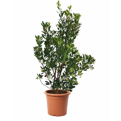 Arbutus Unedo Corbezzolo - Piante da Esterno Vere Albero da Frutto - H 125-150 cm Vaso Ø 30 cm