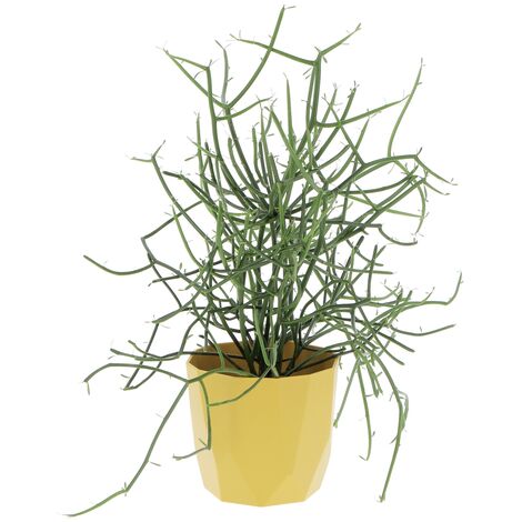 Euphorbia Tirucalli con Eco-Vaso Ocra - Piante Grasse Vere da Interni - Pianta Succulenta - H 30-40 cm Ø 12 cm