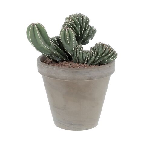 Marginatocereus Crestato - Cactus Raro - Pianta Grassa - H 30-45 cm Vaso in Terracotta Ø 18 cm