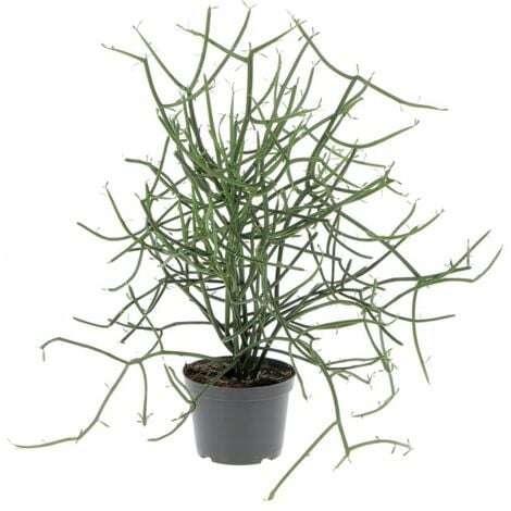 Euphorbia Tirucalli - Piante Grasse Vere da Interni - Pianta Succulenta - H  30-40 cm Ø 12 cm