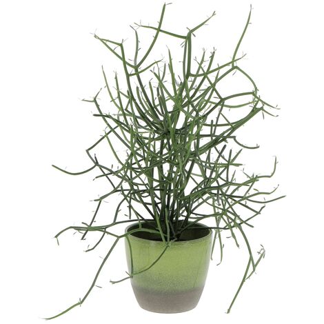 Euphorbia Tirucalli con Vaso in Ceramica Flora - Piante Grasse Vere da Interni - Pianta Succulenta - H 30-40 cm Ø 12 cm