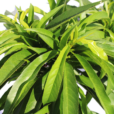 Prunus Persica (syn. 'Péche De Juin') 'AMSDEN' Peach Tree - Early - Foto 7