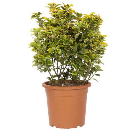 Euonymus Japonicus Aurea - Evonimo Giapponese - Piante da Esterno - H 60-80 cm Vaso Ø 24 cm