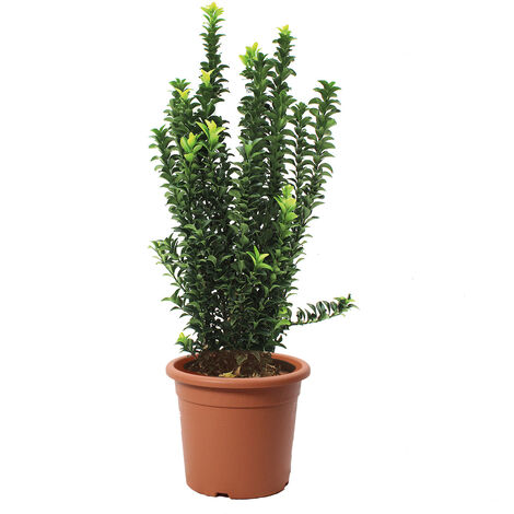 Euonymus Japonicus Benkomasaki - Evonimo Giapponese - Piante da Esterno da Siepe - H 50-60 cm Vaso Ø 20 cm