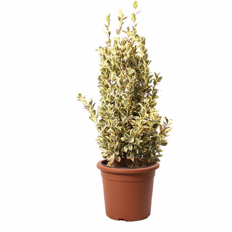 Euonymus Japonicus Bravo - Evonimo - Piante da Esterno da Siepe - H 100-125 cm Vaso Ø 30 cm
