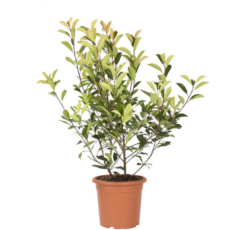Photinia × Fraseri Red Robin - Piante Vere da Siepe - H 100-125 cm Vaso Ø 24 cm
