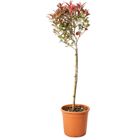 Photinia Fraseri Robusta Compacta Mezzo Fusto - Piante Vere da Esterno Resistenti - H 125-150 cm Vaso Ø 30 cm