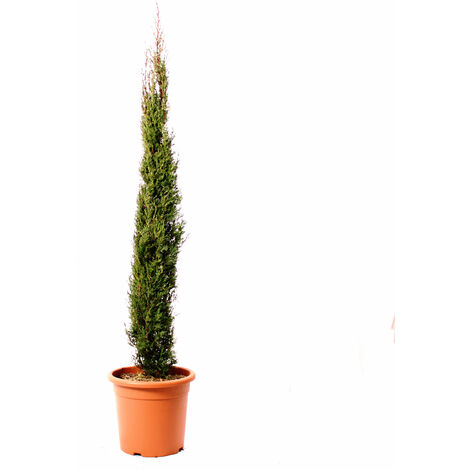 Cupressus Sempervirens Totem - Cipresso Pianta da Siepe Sempreverde - H 125/150 cm Vaso Ø 24 cm