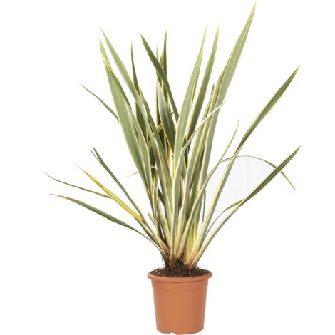 Phormium Tenax Variegatum - Piante da Esterno - H 80-100 cm Vaso Ø 24 cm