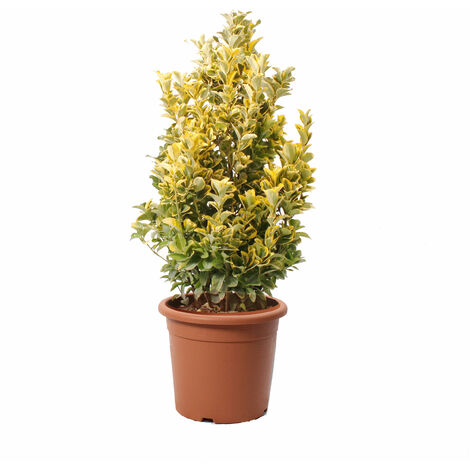 Euonymus Japonicus Aurea - Evonimo Giapponese - Piante da Esterno - H 100-125 cm Vaso Ø 30 cm