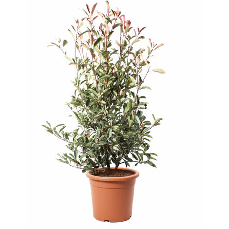 Photinia × Fraseri 'Pink Marble' - Pianta di Fotinia - Pianta da Siepe da Giardino - H 125-150 cm Vaso Ø 30 cm