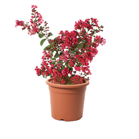 Lagestroemia Indica Rossa - Piante da Esterno Vere Fiorite - H 60-80 cm Vaso Ø 24 cm