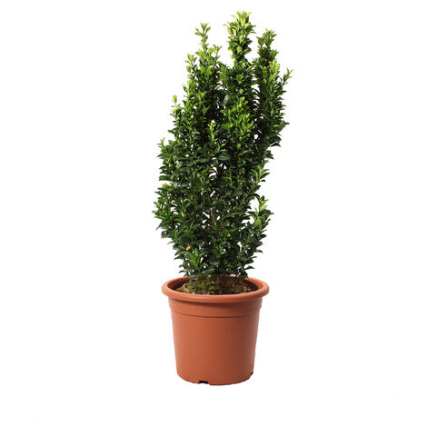 Euonymus Japonicus Benkomasaki - Evonimo Giapponese - Piante da Esterno da Siepe - H 60-80 cm Vaso Ø 24 cm
