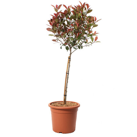 Photinia Fraseri Robusta Compacta 1/4 di Fusto - Piante Vere da Esterno Resistenti - H 80-100 cm Vaso Ø 24 cm