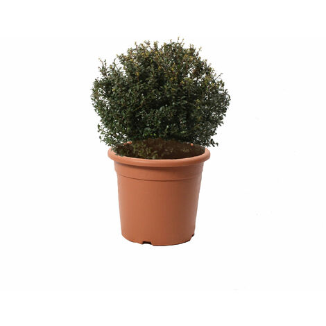 Ilex Crenata Glory Gem a Forma di Palla - Piante Vere da Esterno Resistenti - H 40/50 cm Vaso Ø 24 cm