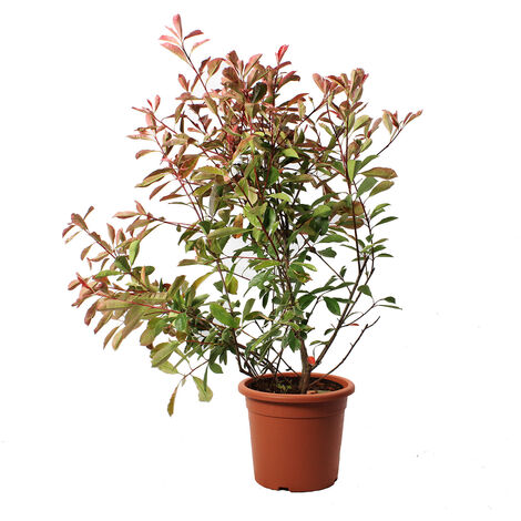 Photinia × Fraseri 'Pink Marble' - Pianta di Fotinia - Pianta da Siepe da Giardino - H 100-125 cm Vaso Ø 24 cm