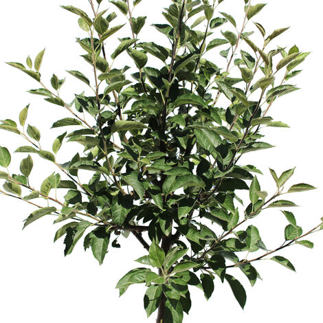 PERI COCOZZOLA PIANTA da frutto antico su vaso da 20 max 170 cm 2 anni EUR 24,50 - IT