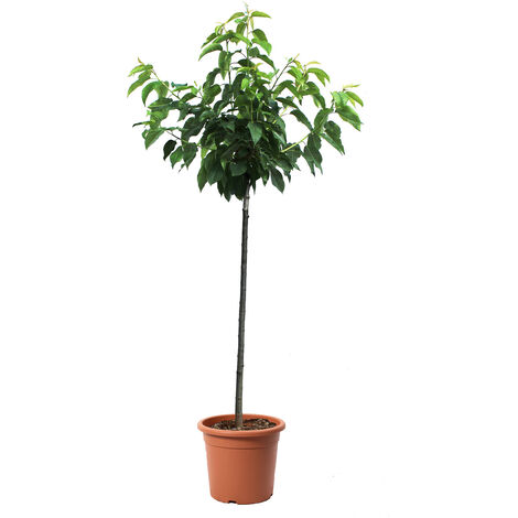 Pianta di Ciliegio - Prunus Avium - Alberello da Frutto Ciliegia - Vaso Ø 28 cm