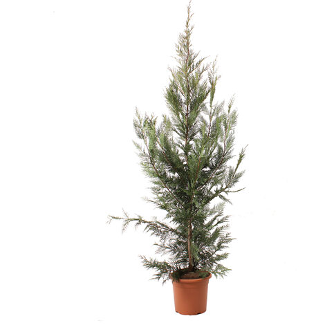 Cupressocyparis Leylandii - Cipresso di Leyland - Piante Vere da Esterno - H 150-175 cm Vaso Ø 24 cm