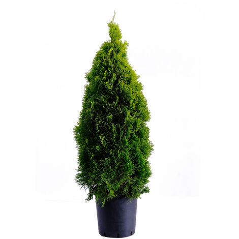 Thuja Smeraldo - Thuja Occidentalis Golden Smaragd - Piante Vere da Esterno Sempreverdi - H 100-120 cm Vaso Ø 24 cm