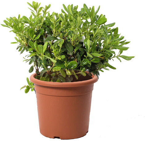 Pittosporum Tobira Nanum - Pitosforo Nano - Piante Vere da Siepe da Giardino - H 40/50 cm Vaso Ø 24 cm