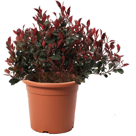 Photinia Little Red Robin - Pianta di Fotinia Nana - Piante Vere da Esterno - H 40-50 cm Vaso Ø 24 cm