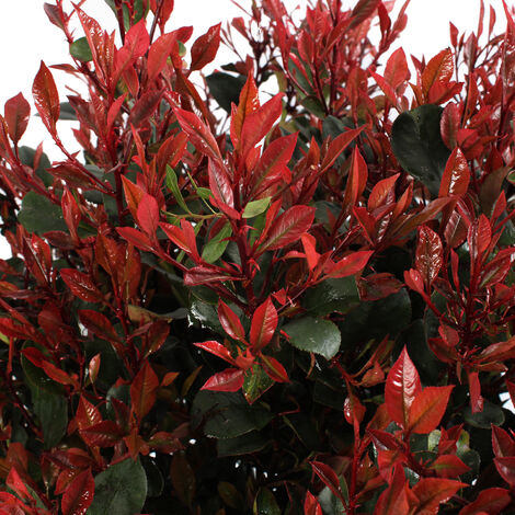 Photinia Red Robin vaso 20cm - vendita piante on line Photinia Red Robin vaso 20cm - vendita piante on line