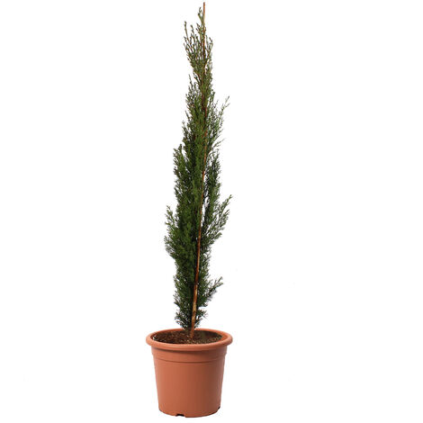 Cupressus Sempervirens Totem - Cipresso Pianta da Siepe Sempreverde - H 80/100 cm Vaso Ø 18 cm