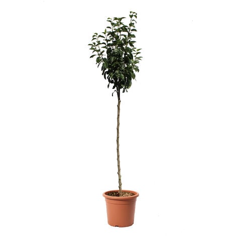 Pianta da Interno Howea Forsteriana Kentia H 100/120 cm Vaso Ø 20