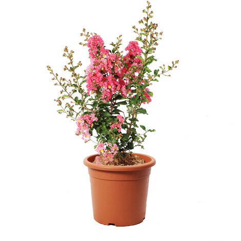 Lagestroemia Indica Rosa - Piante da Esterno Vere Fiorite - H 60-80 cm Vaso Ø 24 cm