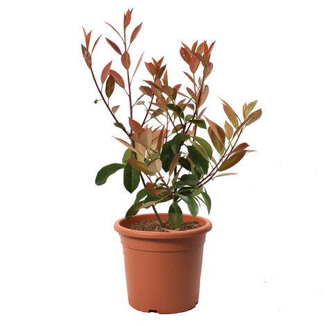 Photinia × Fraseri Red Robin - Piante Vere da Siepe - H 40-50 cm Vaso Ø 18 cm