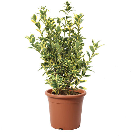 Euonymus Japonicus Bravo - Evonimo - Piante da Esterno da Siepe - H 50-60 cm Vaso Ø 20 cm