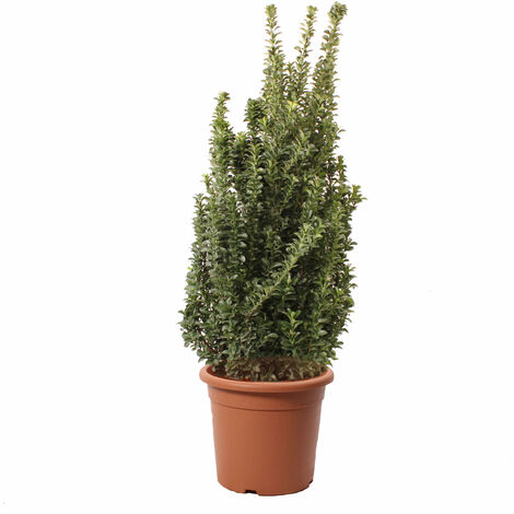 Euonymus Japonicus Benkomasaki - Evonimo Giapponese - Piante da Esterno da Siepe - H 100-125 cm Vaso Ø 30 cm