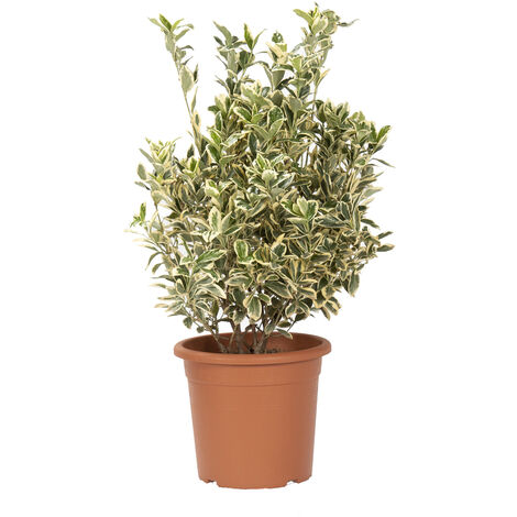 Euonymus Japonicus Bravo - Evonimo - Piante da Esterno da Siepe - H 60-80 cm Vaso Ø 24 cm