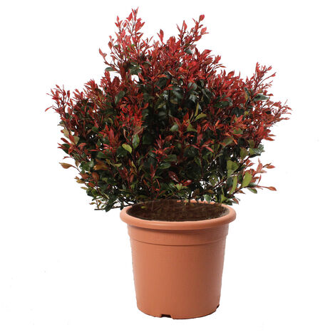 Photinia Little Red Robin - Pianta di Fotinia Nana - Piante Vere da Esterno - H 70-80 cm Vaso Ø 30 cm