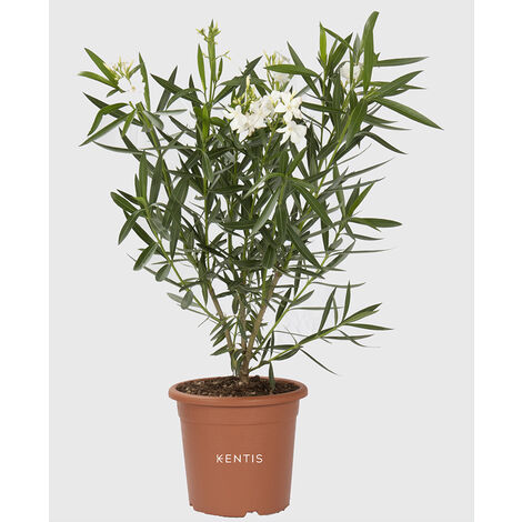 Nerium Oleander Bianco - Pianta Vera da Esterno - H 125-150 cm Vaso Ø 30 cm