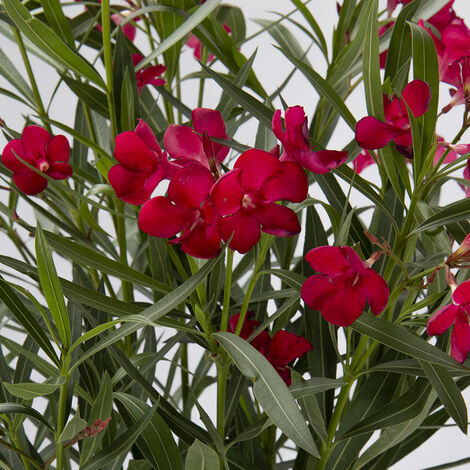 Nerium Oleander Rosso - Piante Vere da Esterno - H 40-50 cm Vaso