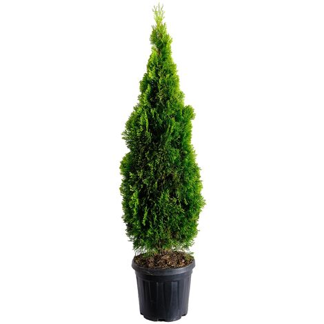 Thuja Smeraldo - Thuja Occidentalis Golden Smaragd - Piante Vere da Esterno Sempreverdi - H 125-150 cm Vaso Ø 28 cm