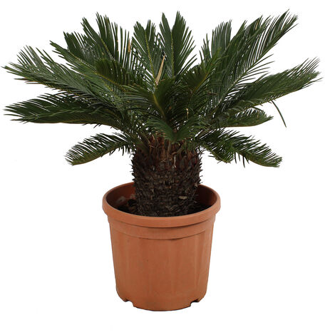 Cycas Revoluta Palma Nana - Piante da Esterno Resistenti - H 100-125 cm Vaso da Coltura Ø 30 cm