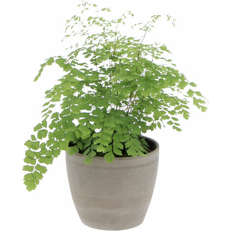 Felce Capelvenere con Vaso in Ceramica Earth - Adiantum Raddianum Fragrans - H 35-40 cm Vaso Ø 14 cm